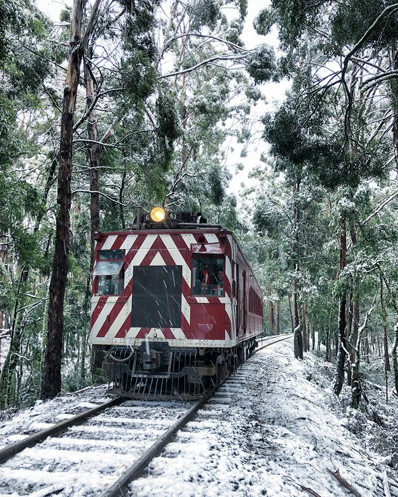 DERM braving the snow at Bullarto. Lucky it has those stripes! (Copy)