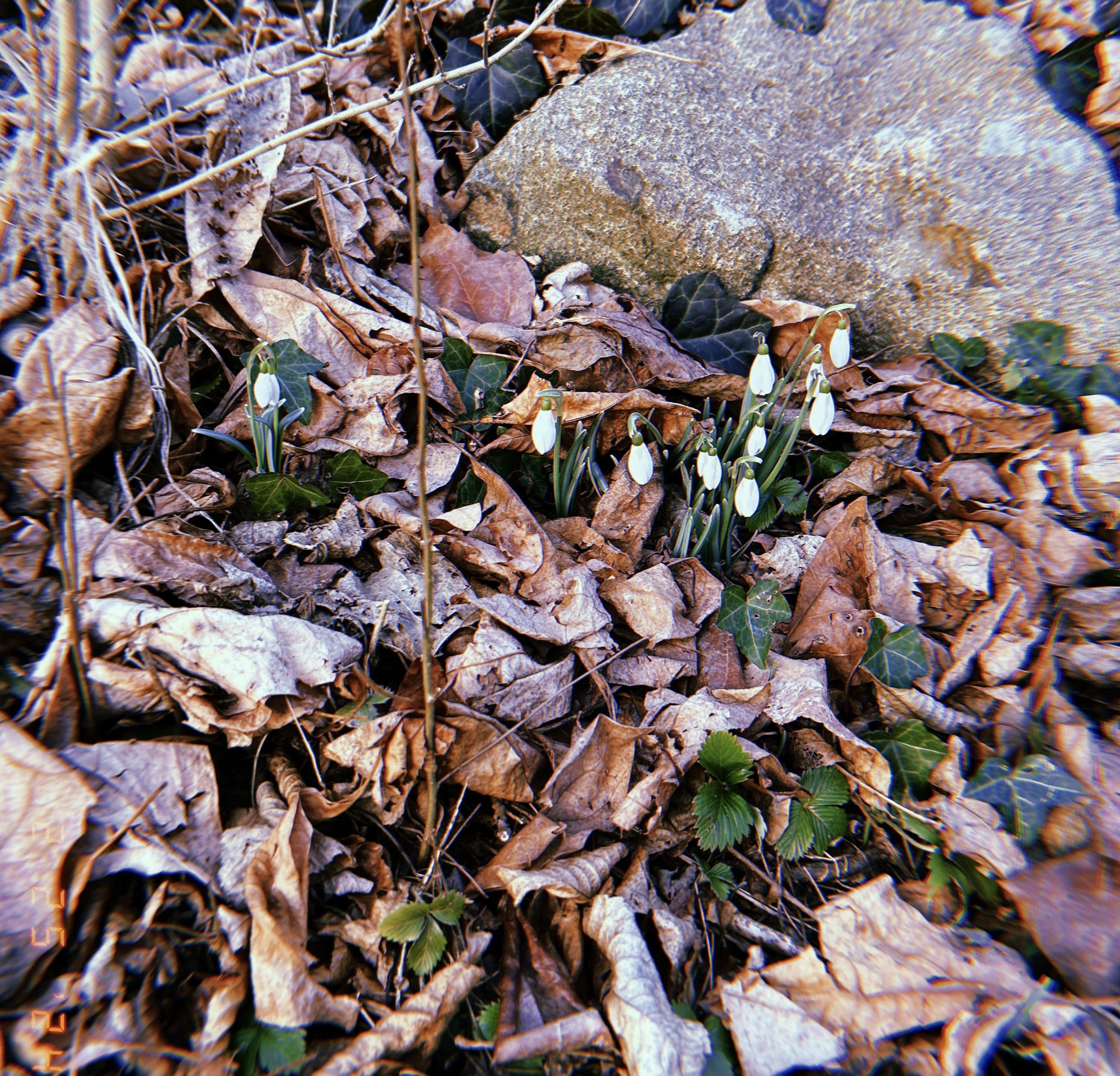 The Season of Imbolc February 2026