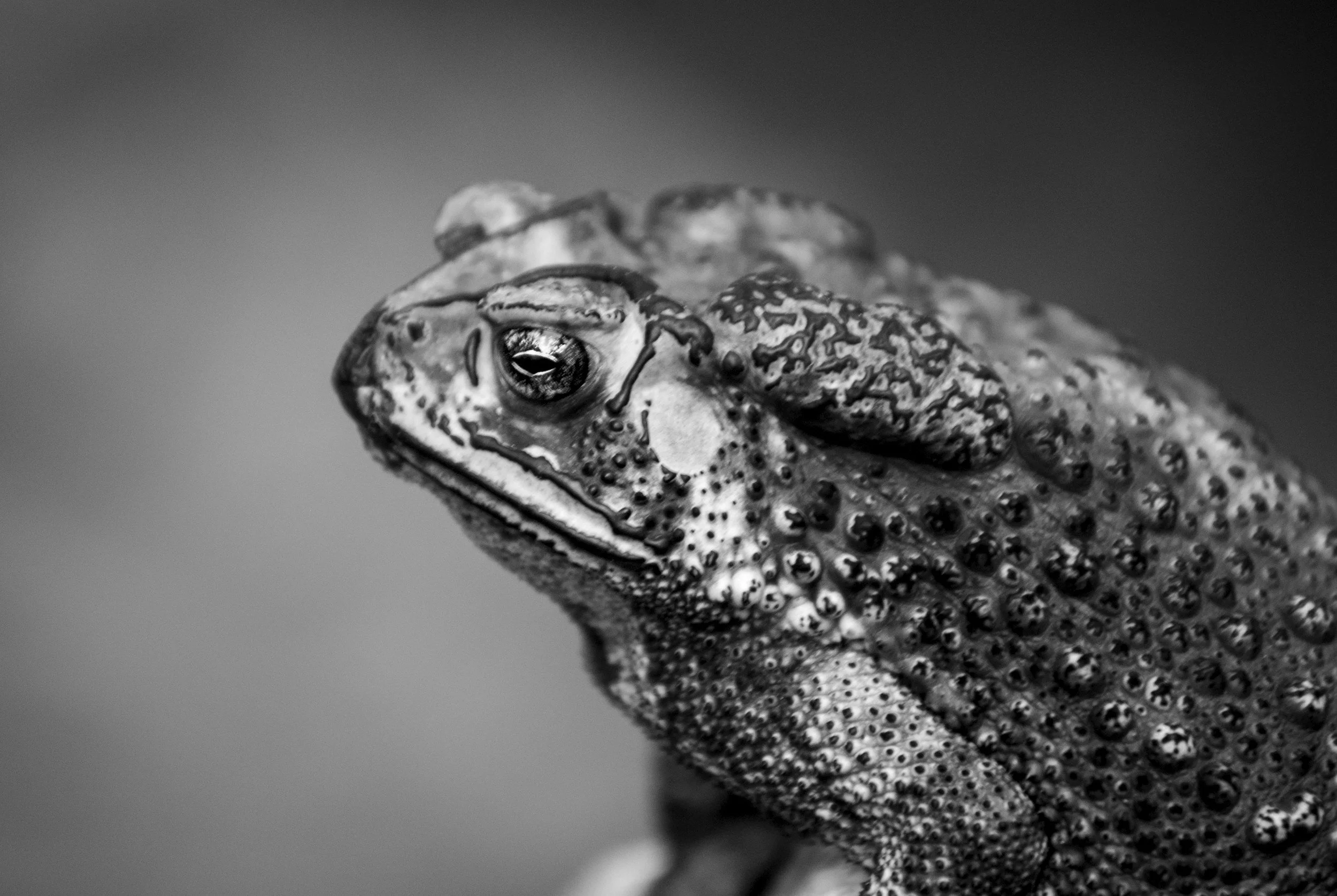 Eat That Frog: A Framework For Rapid Goal Achievement.