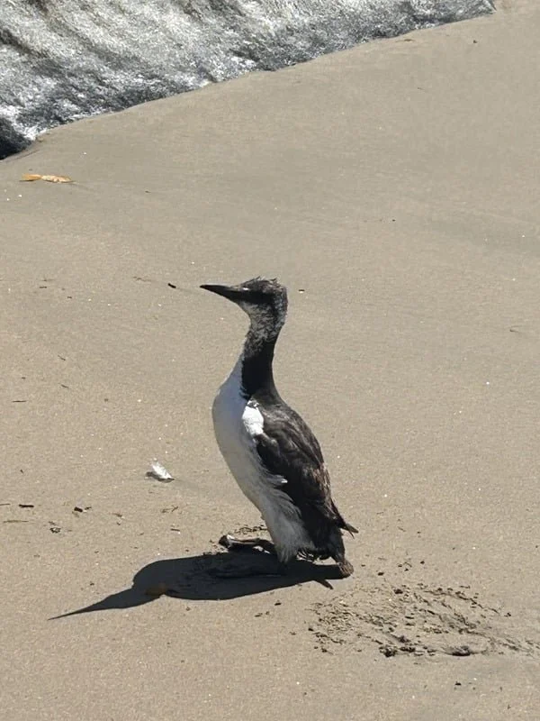 Bird by Bird, Buttercup by Buttercup