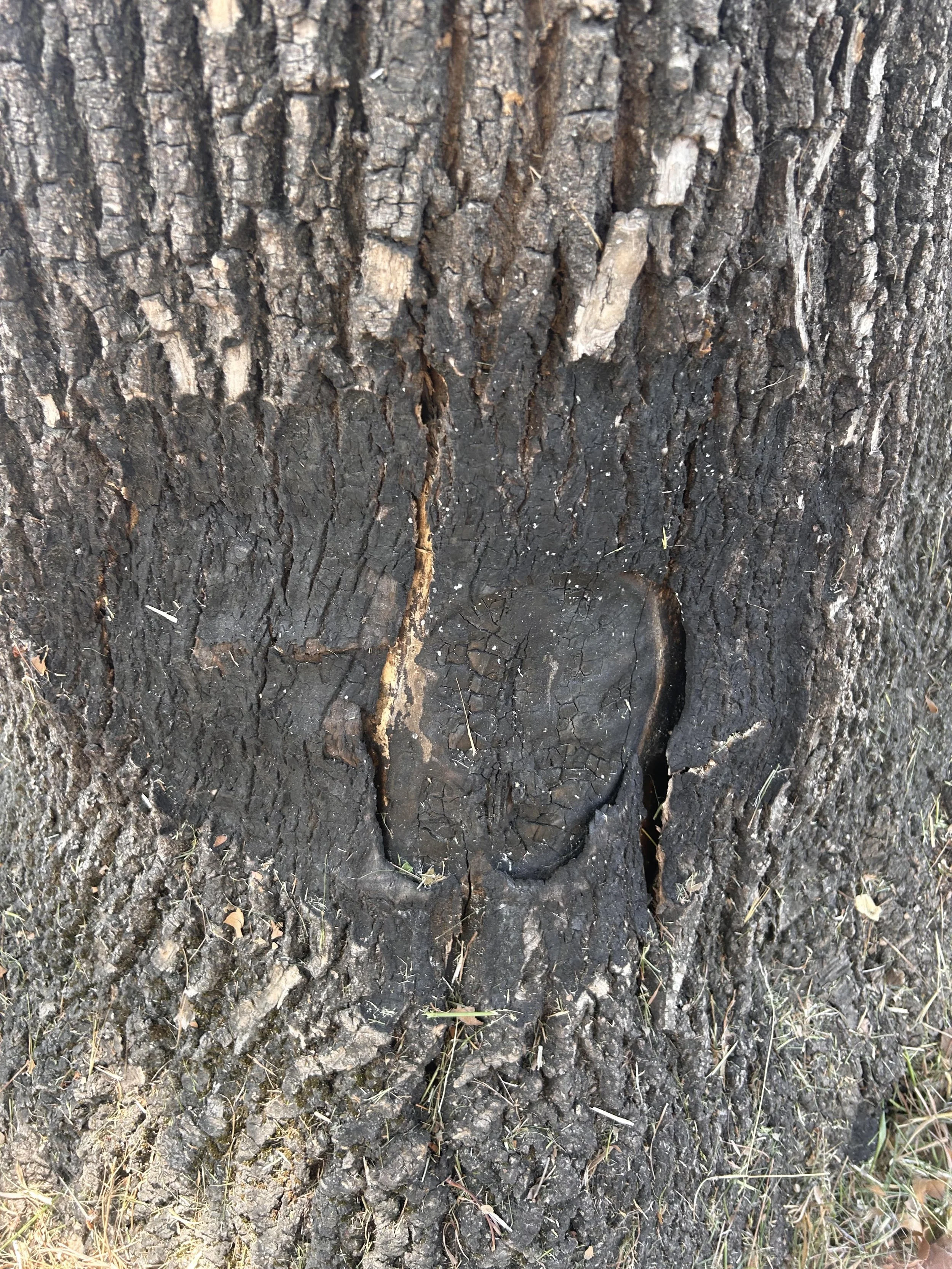 I Found a Heart on My Land