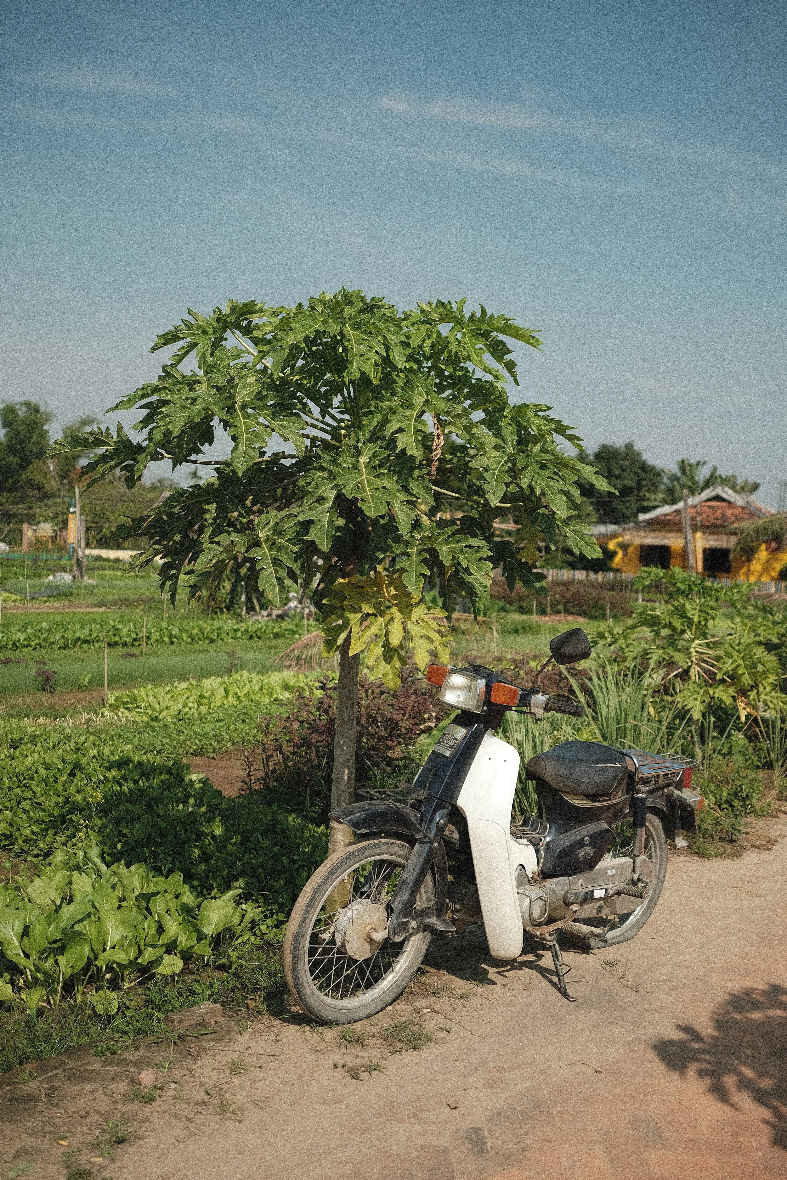 A motorcycle parked next to a papaya tree in a rural landscape with green fields and a house in the background under a blue sky.