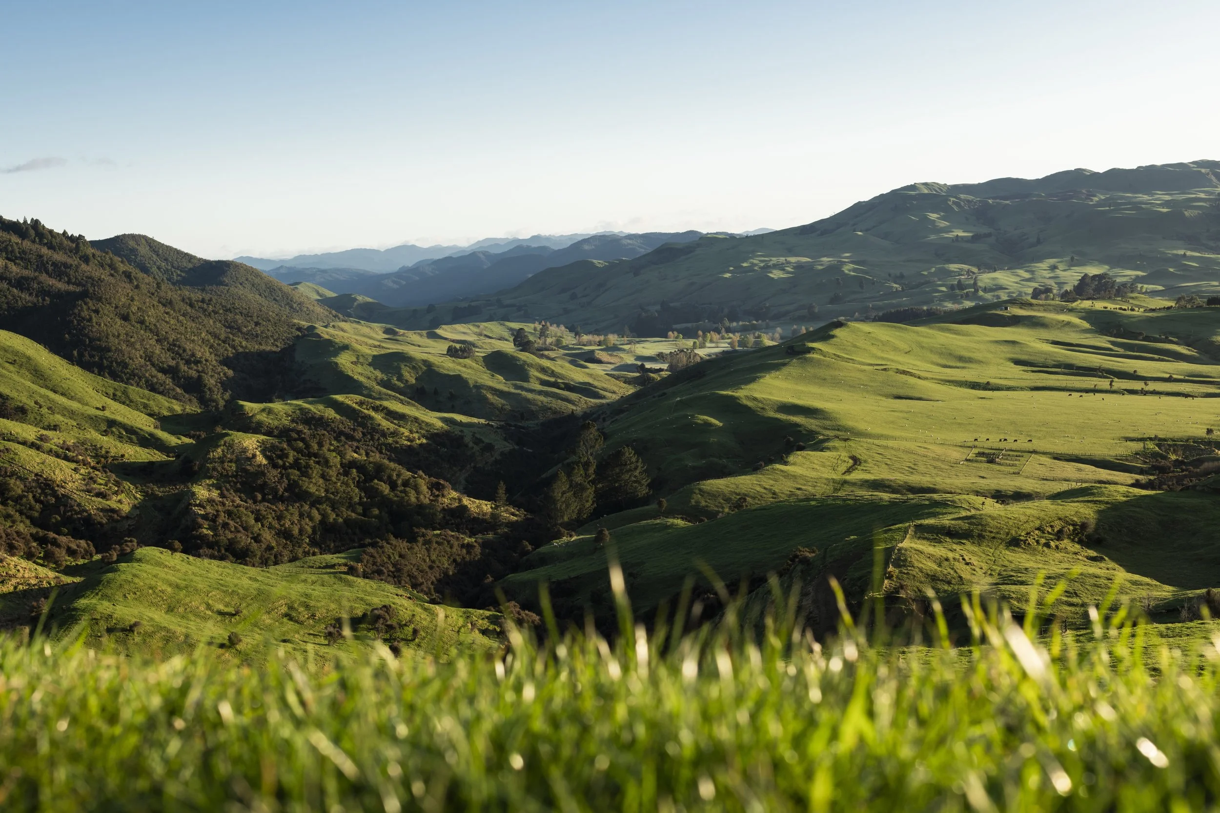 Taramoa 100.jpeg