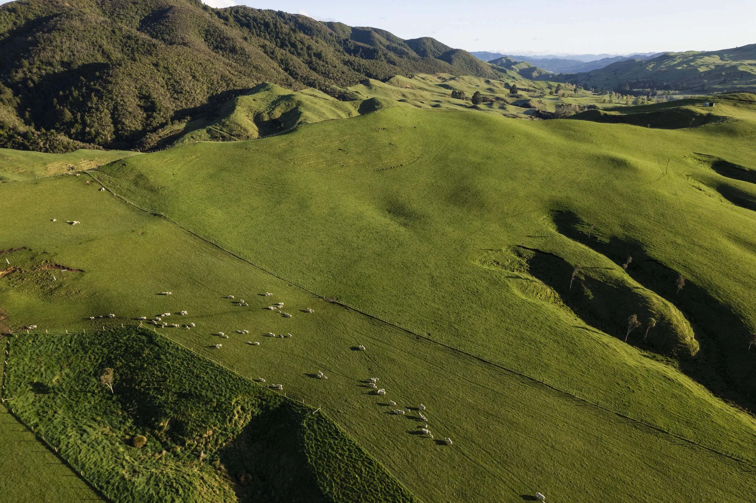Taramoa 128.jpg