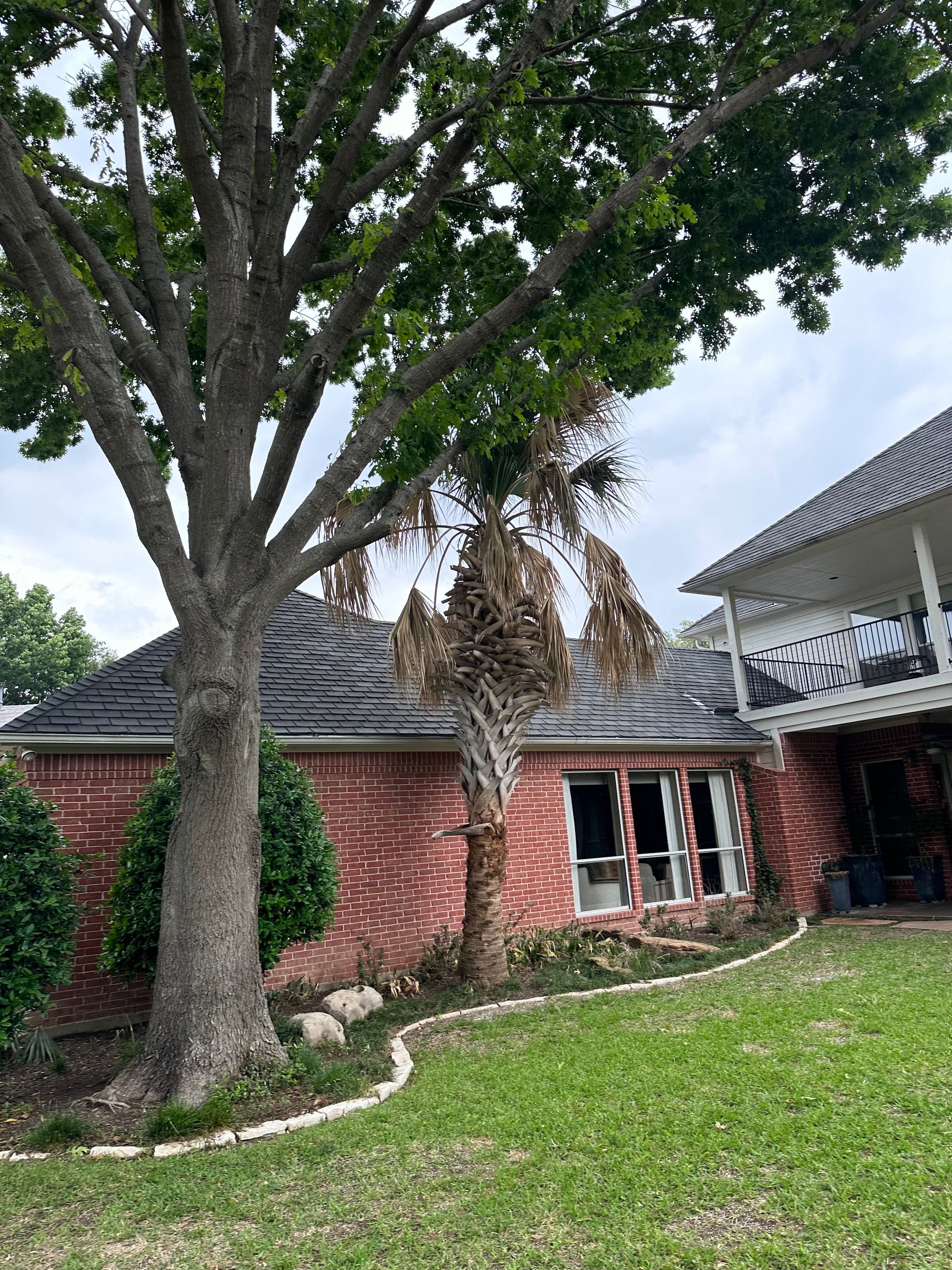BEFORE PALM CLEAN UP