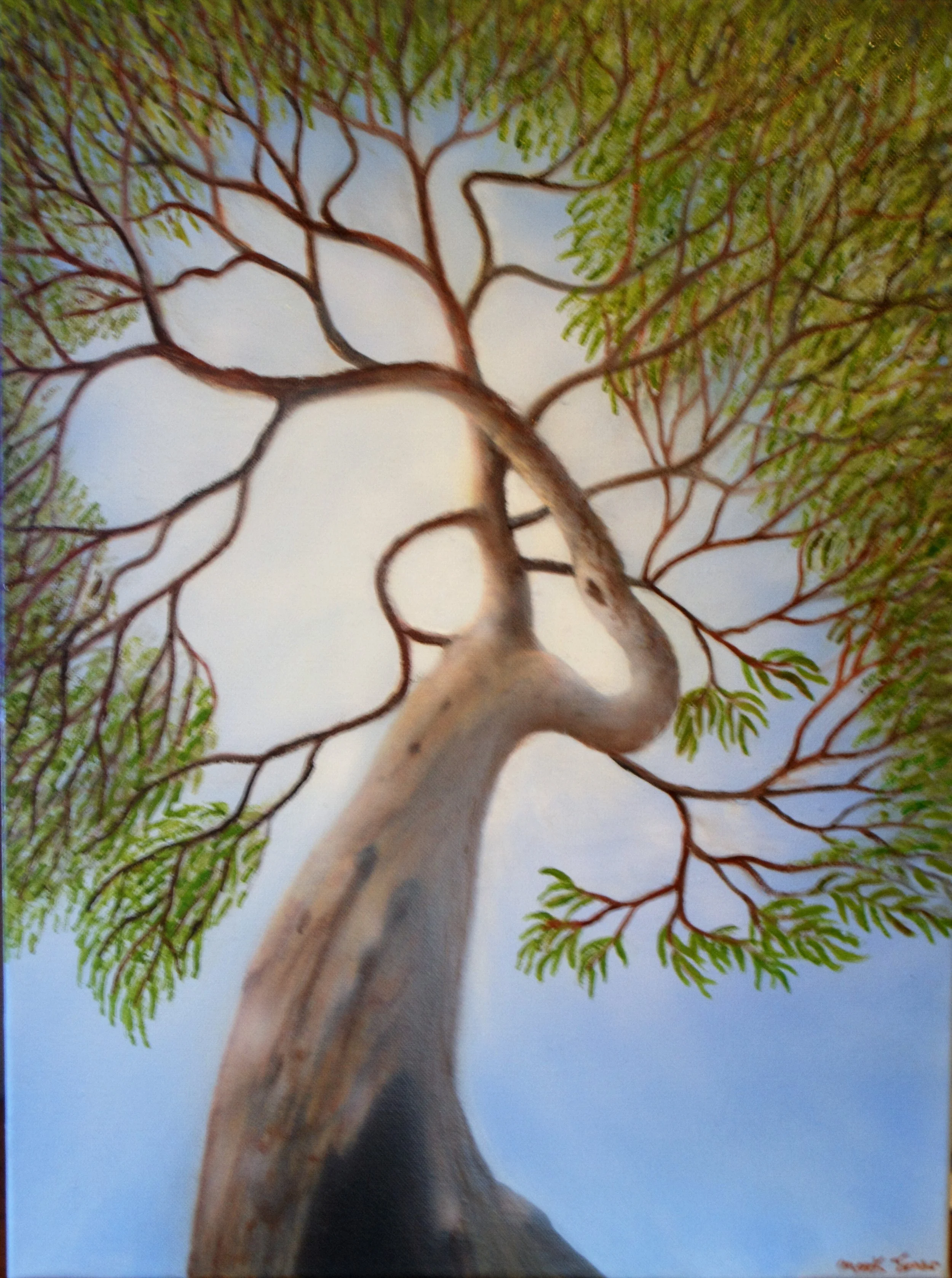 Angophora   oil on canvas  50 x 30 cm
