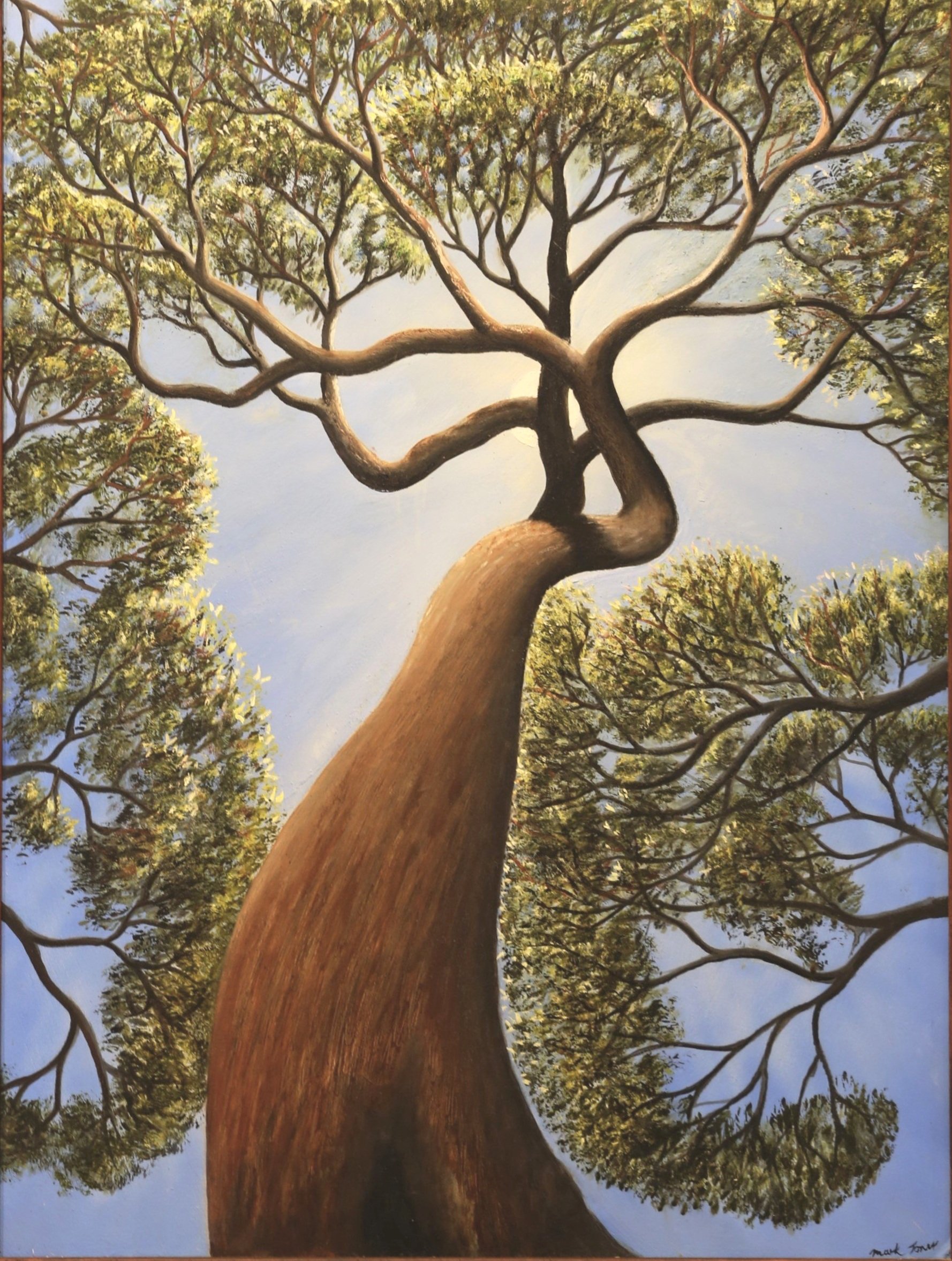 Angophora