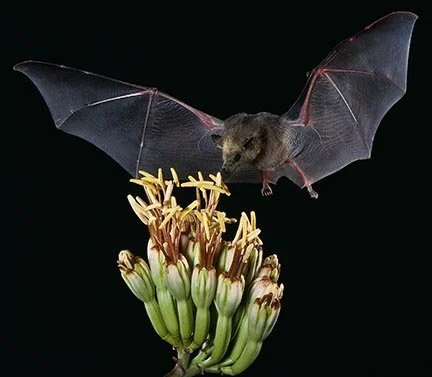 Bat