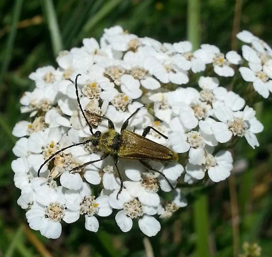 Longhorn Beetle