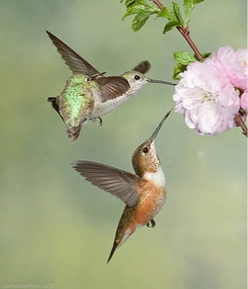 Hummingbirds