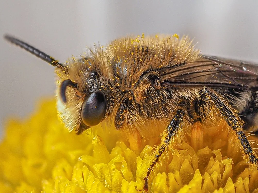 Mason Bee with pollen.