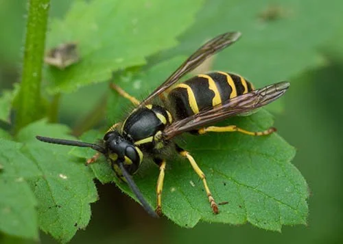 Wasp