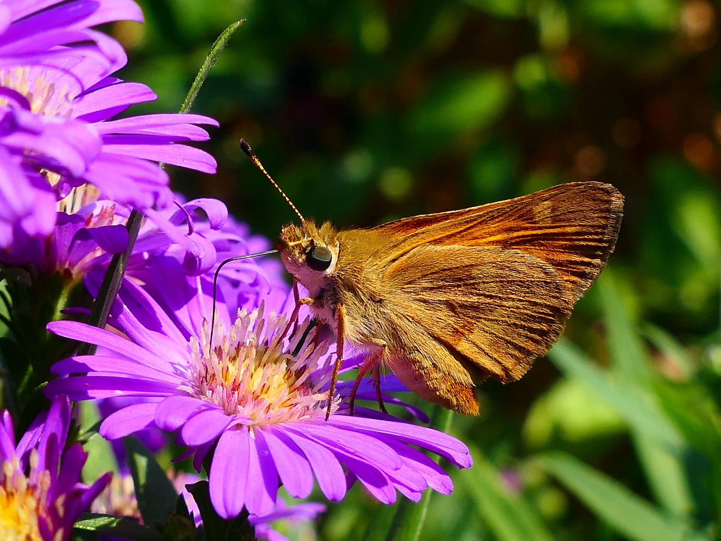 Moth on purple flower