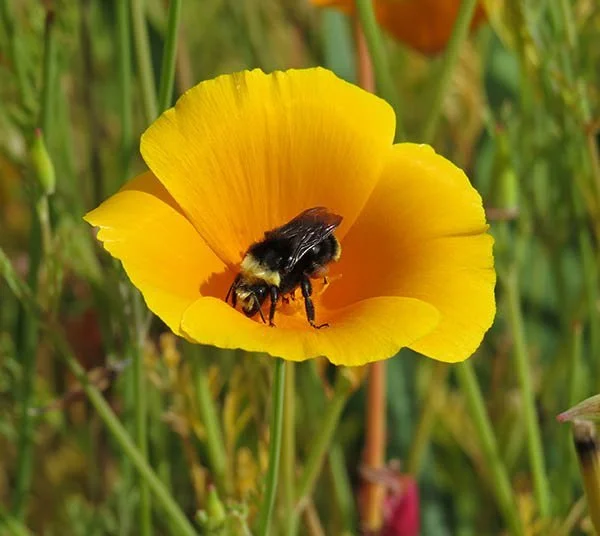 Bee on poppie