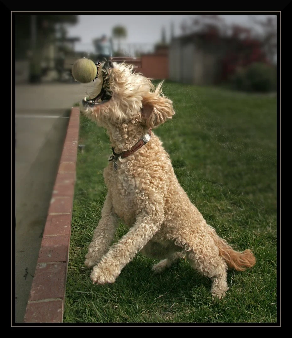 LAND SHARK_Ken Alexander_04-26_Assigned.jpg