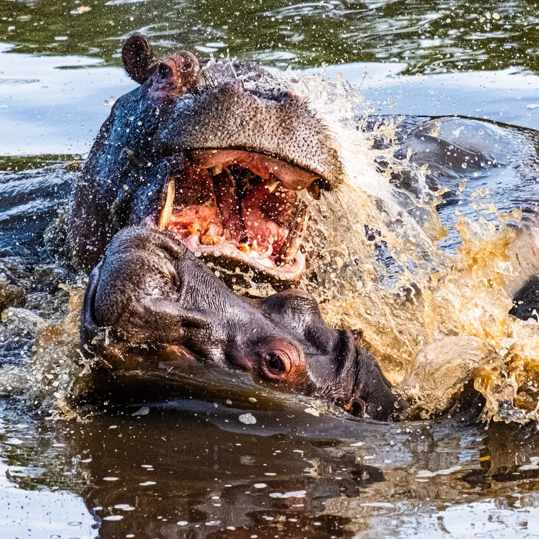 FAFO_Sue Hall_01-26_Assigned.jpg.jpg