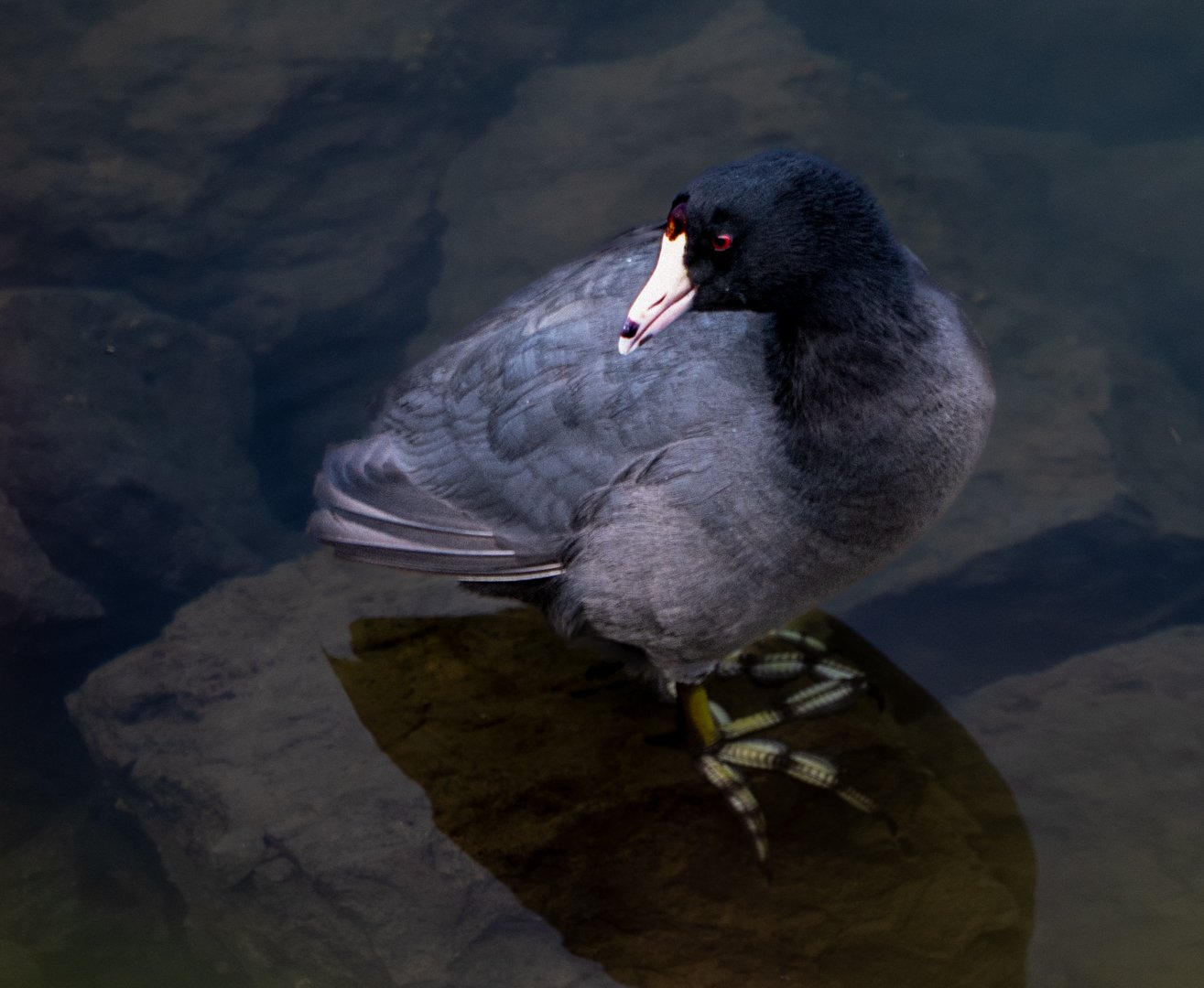 CUTE COOT_JaniceLindsay_Feb '26_open.jpg