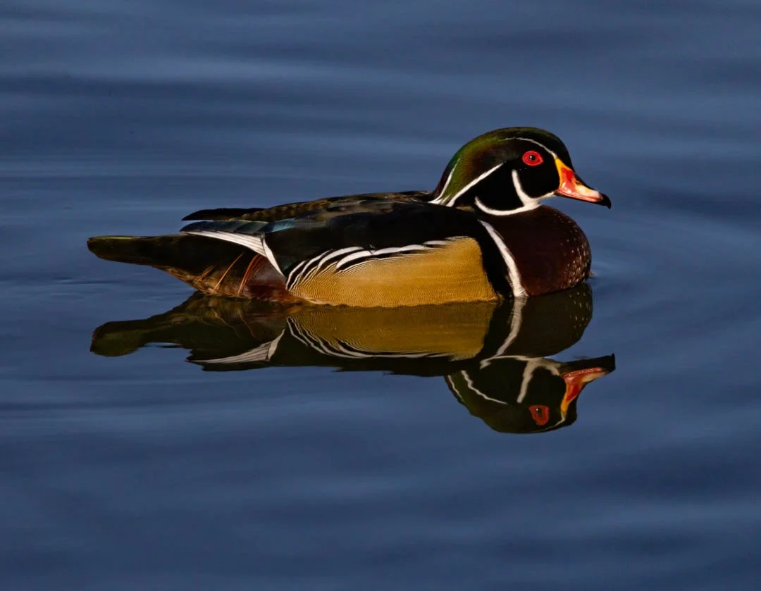 WOODDUCK-_Ed Pinsky-_feb 26_OPEN.jpg
