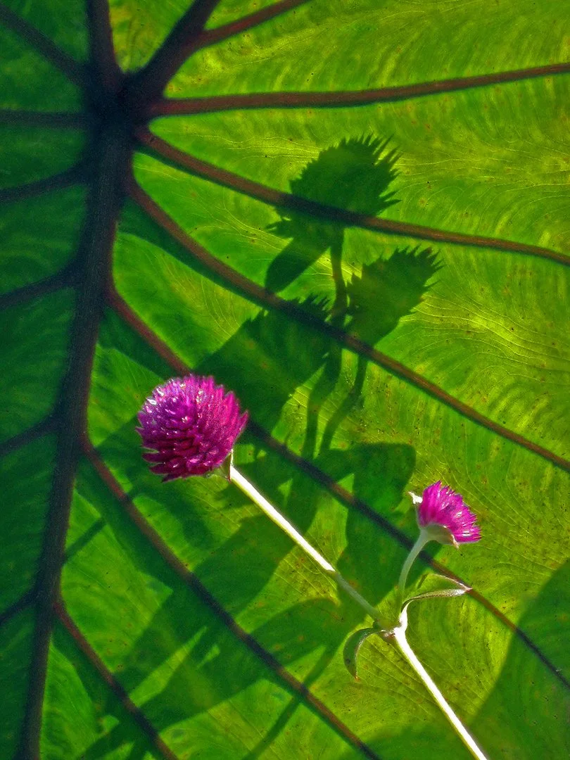 SUN AND SHADOWS_Gina Ramsay_01-26_Open.jpg