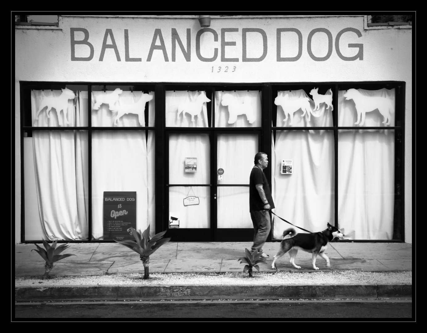 BALANCED DOG_Ken Alexander_04-26_Assigned.JPG