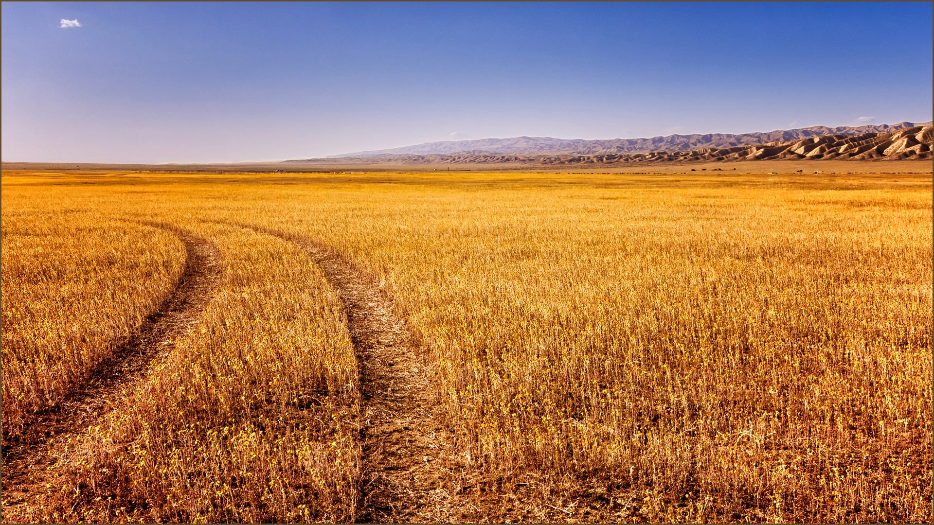 CARRIZO PLAIN IN SPRING_Susannah Kramer_3-26_Assigned.jpg