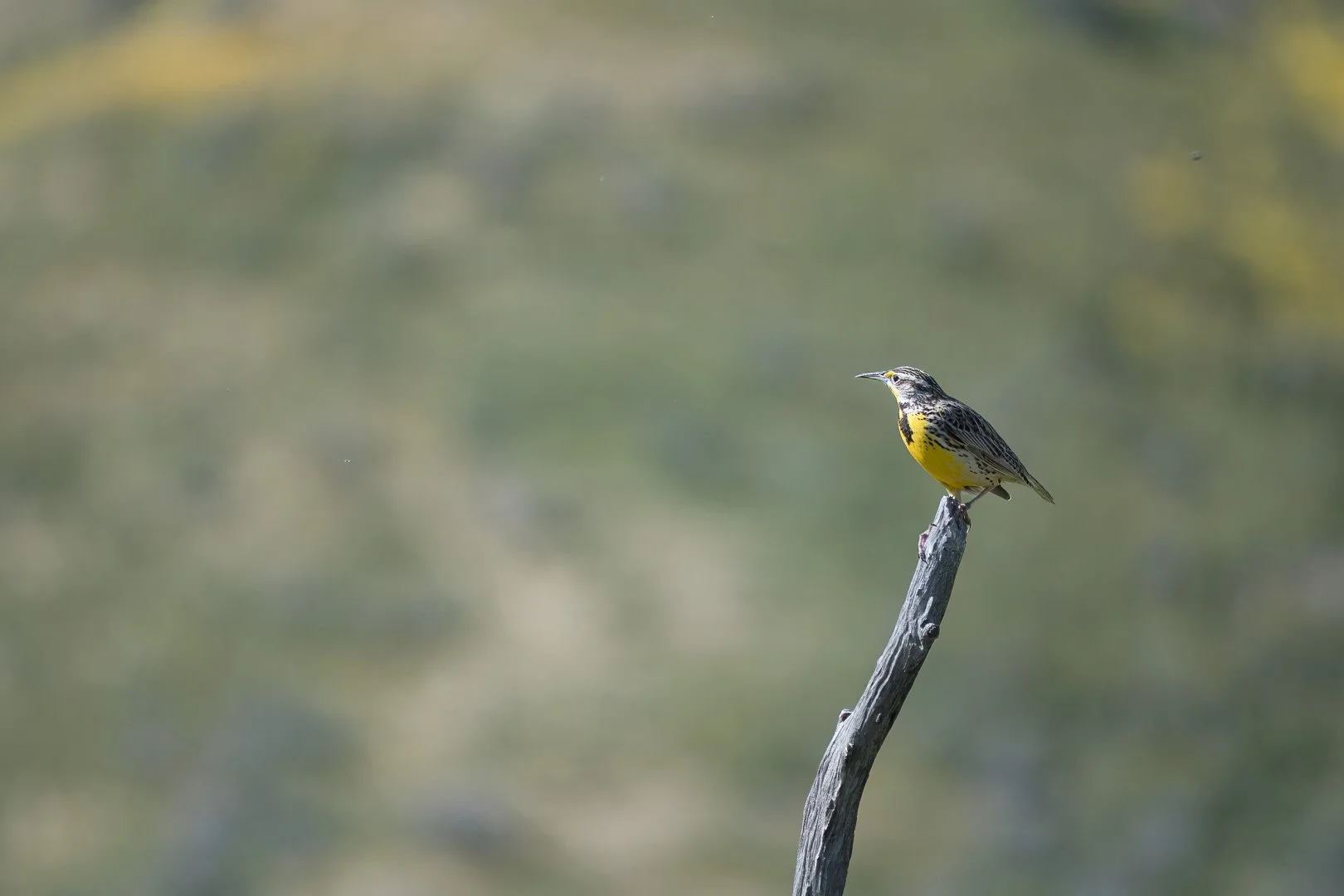 MEADOWLARK_Bruce Schoppe_03-26_Assigned.jpg