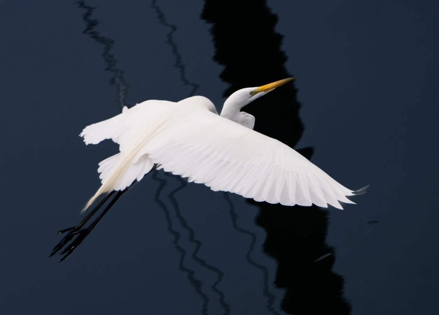 LOW FLYER_JaniceLindsay_4-26_Assigned.jpg