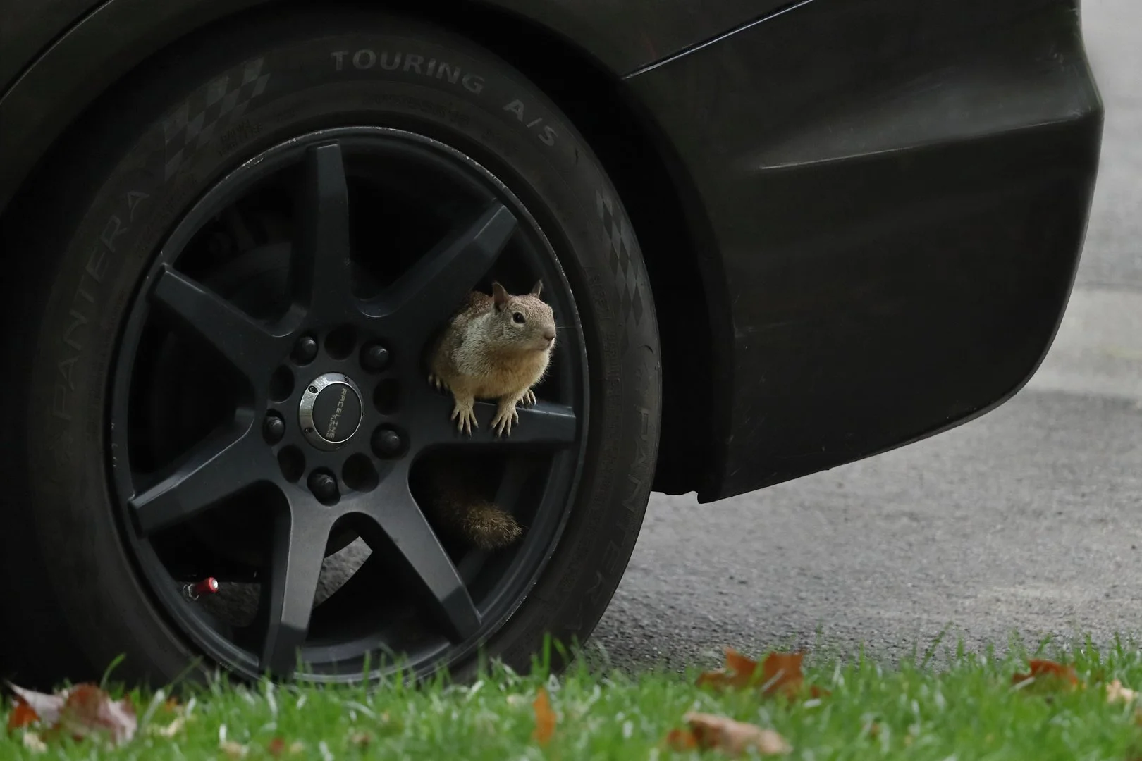 SQUIRREL GAMES_JP Watson_01-26_assigned.jpg