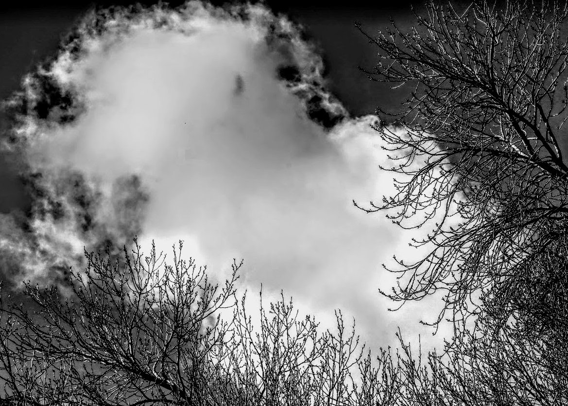 LOOKING UP_Steve Light_03-26_Assigned.jpg