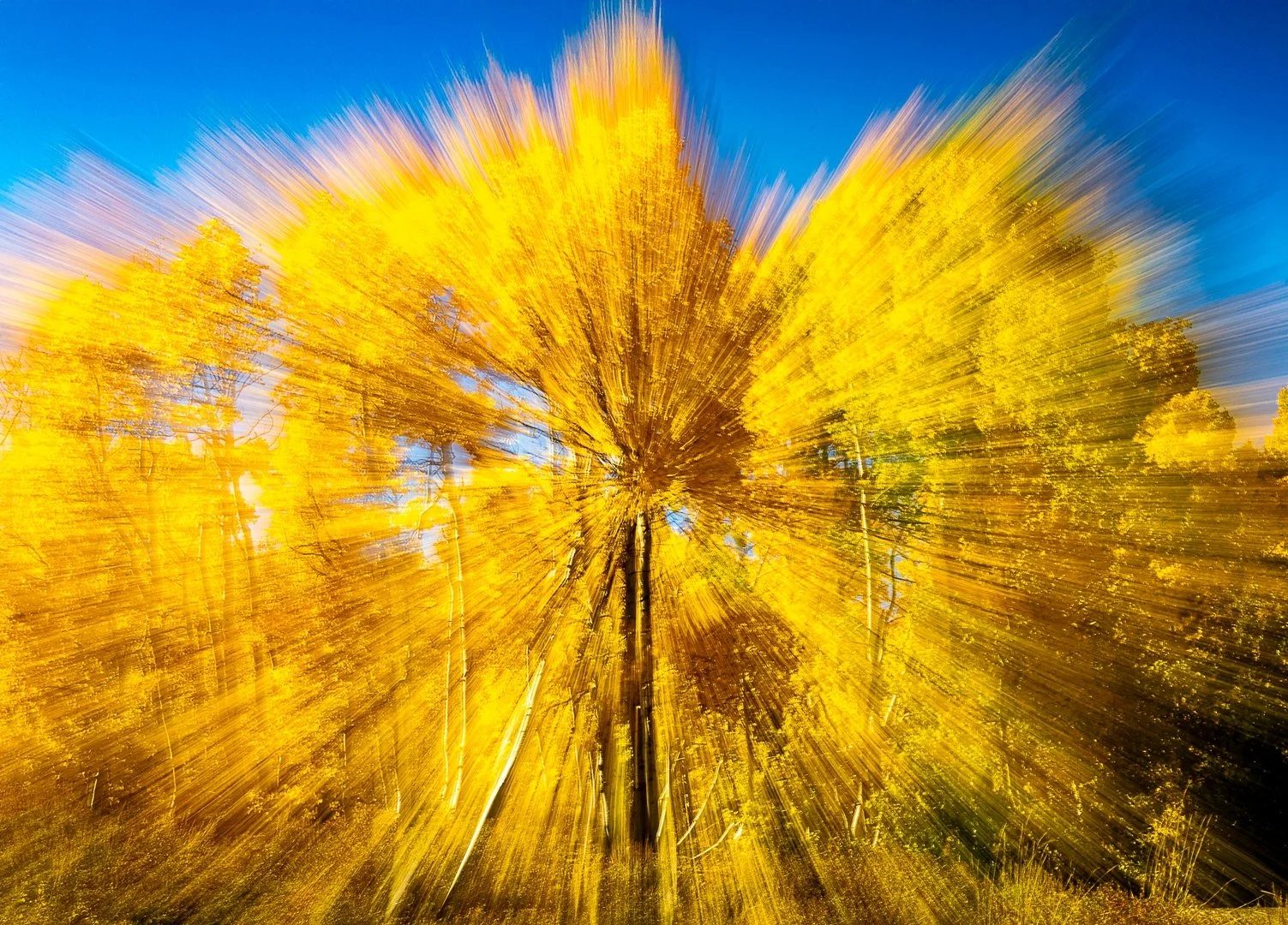 AUTUMN EXPLOSION_Chris Martens_1-26_Open.jpg