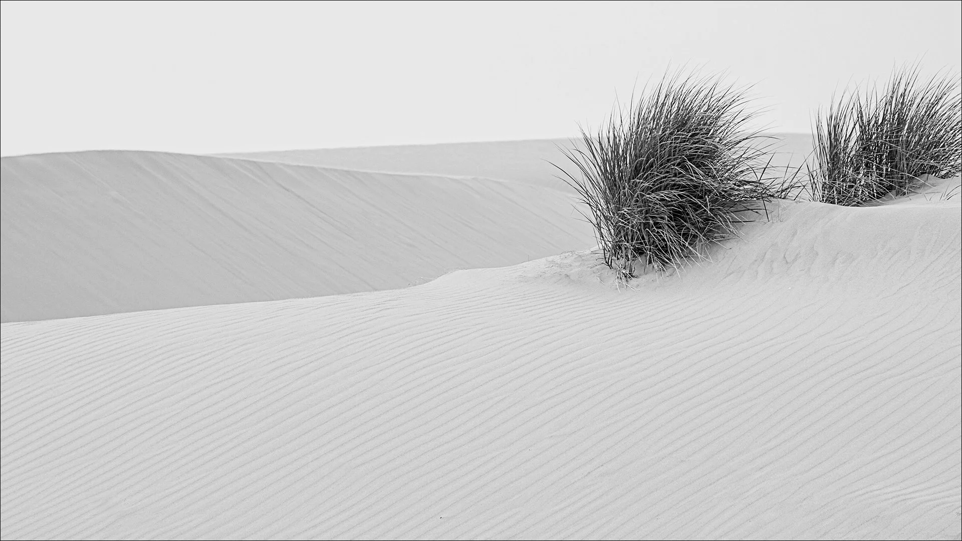 DUNE GRASS_Susannah Kramer_March 11_assigned.jpg