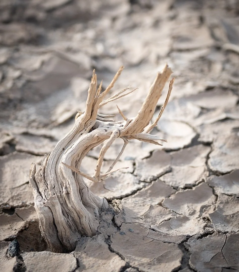 DEATH VALLEY_MargaretFoster_03-26_Assigned.jpeg