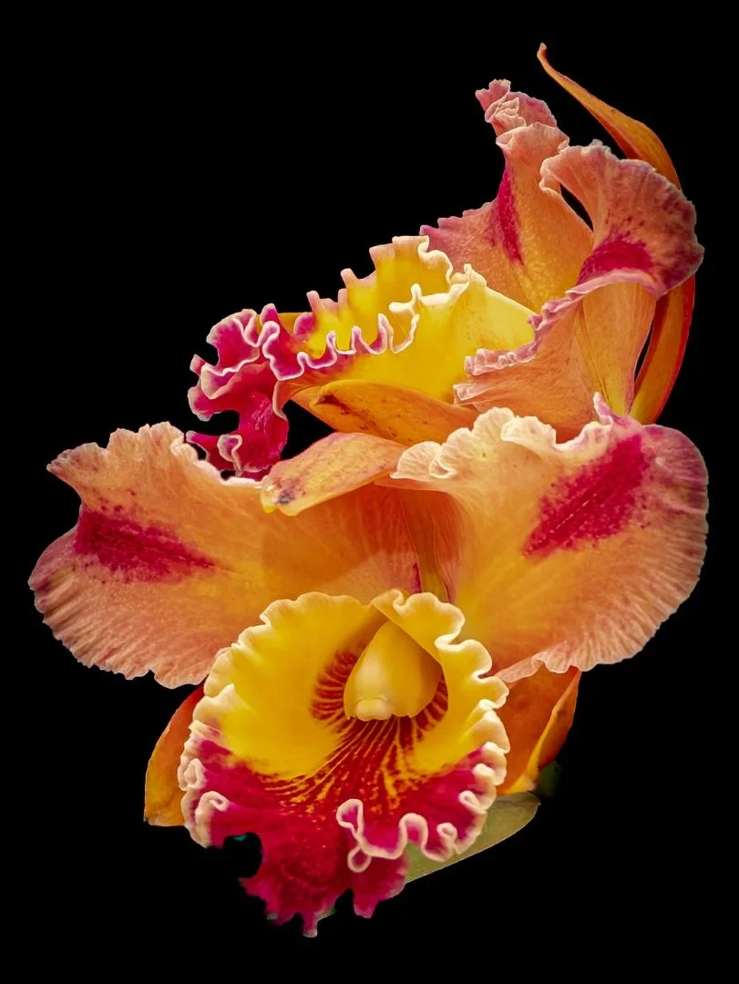 SUNNY AURA_Vicki Stutson_2-26_open.jpg