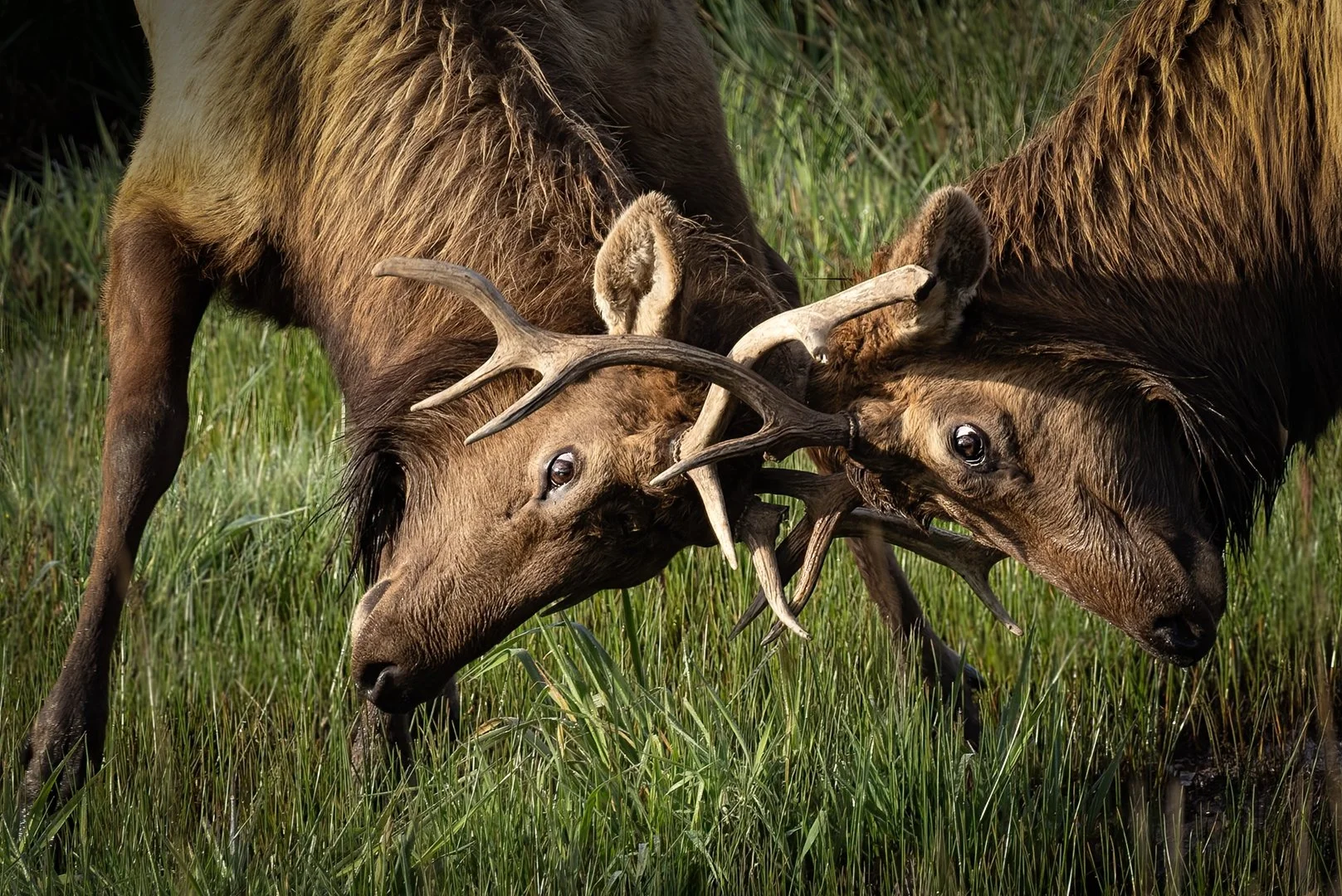 BUTTING HEADS_Chris Martens_04-2026_Assigned.jpg