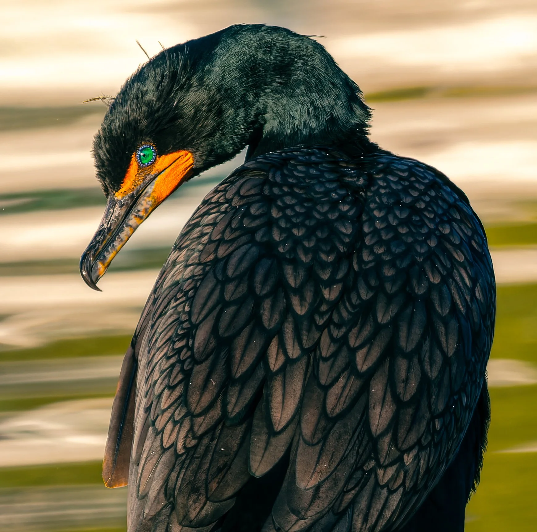 EYE SEE U-Colin Shaw- Feb 26-Open.jpg