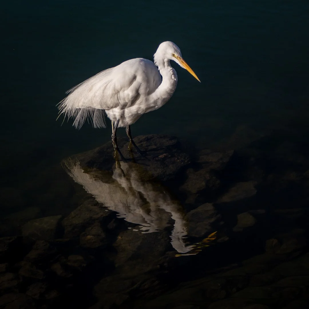 MAJESTIC PATIENCE_JaniceLindsay_Feb '26_open.jpg