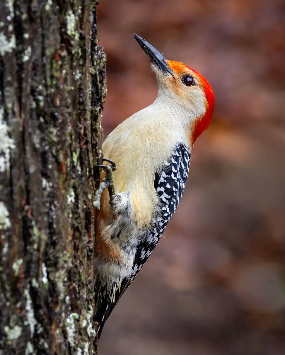 RED BELLIED WOODDPECKER_Ed Pinsky_Mar 11_OPEN.jpg