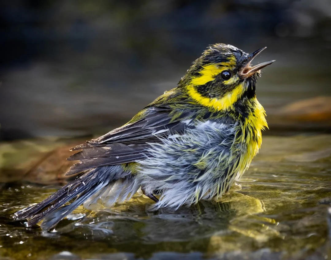 SINGING IN THE SHOWER_Ed Pinsky_feb 26_ASSN.jpg