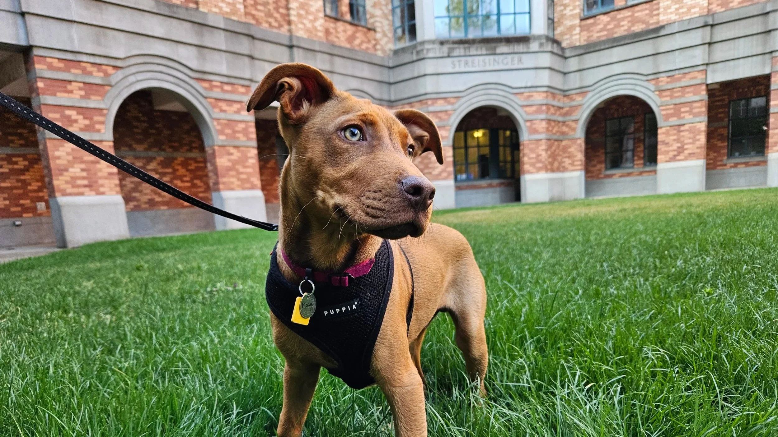 A brown dog with blue eyes wearing a black harness and pink collar, standing on green grass in front of a brick building.