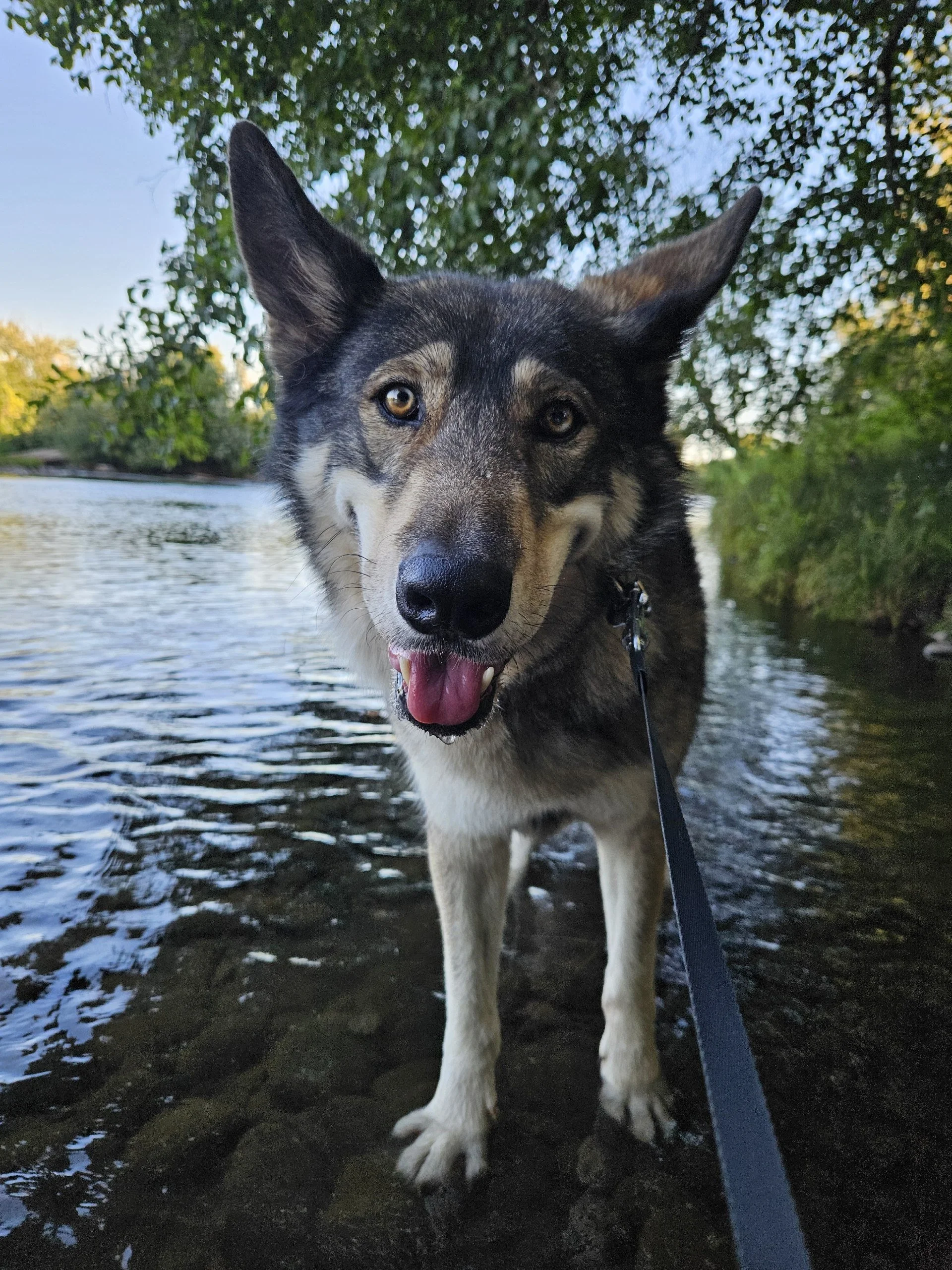 Wolf Dog Misconceptions