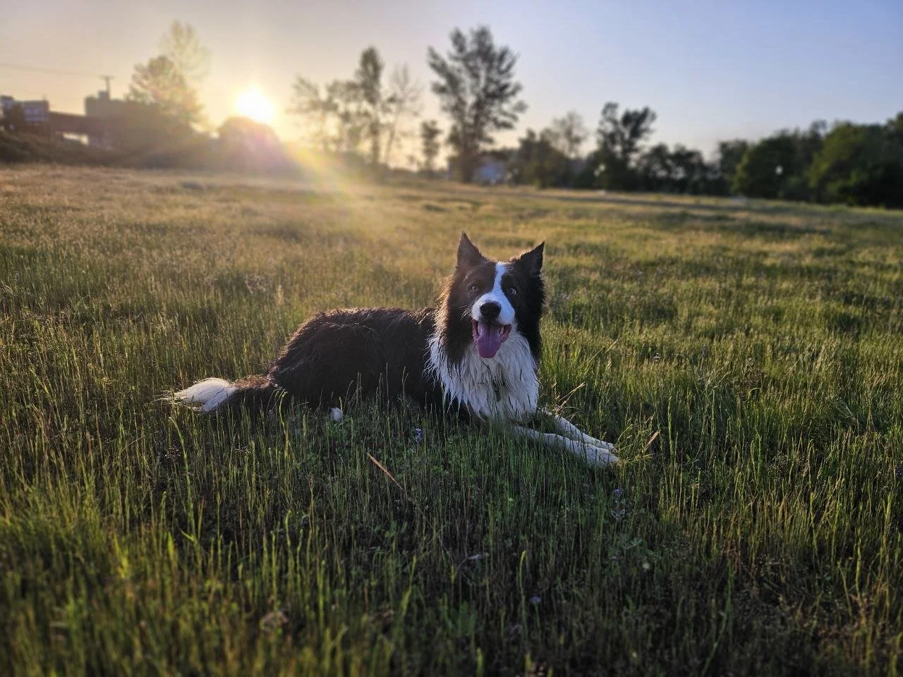 You Are Not Ready For a Herding Breed
