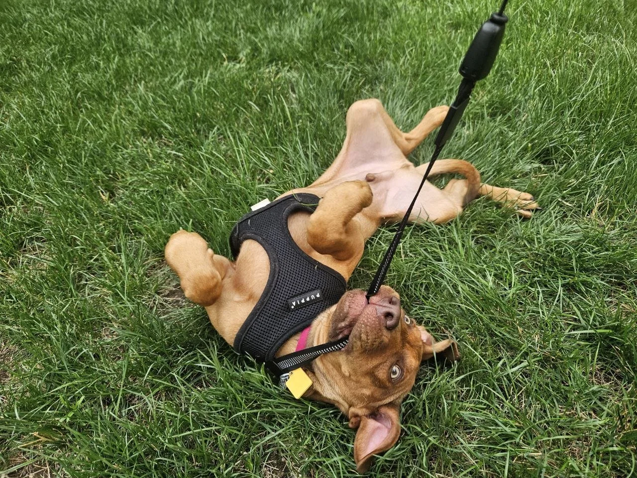 Puppies…How Can Something so Small do so Much Damage?