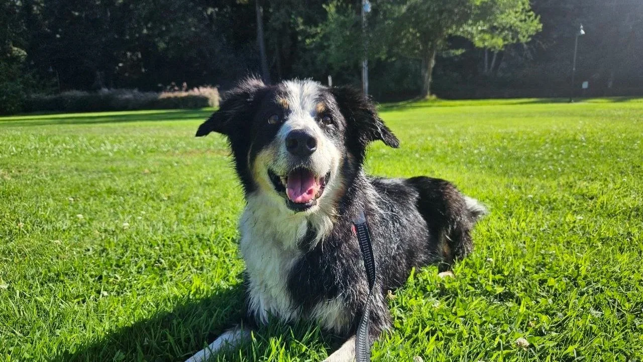 Two adorable scruffy curly-haired dogs lying on grass next to a sidewalk. One dog with a tan coat is yawning, the other with a darker coat is sitting with a small stuffed panda toy.