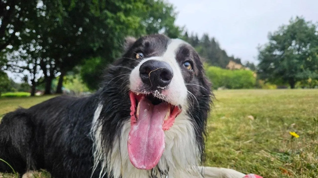 A happy black and white Border Collie dog lying on the grass with its mouth open and tongue out, outdoors in a park with green trees and a cloudy sky, a pink and green tennis ball near its front paw.