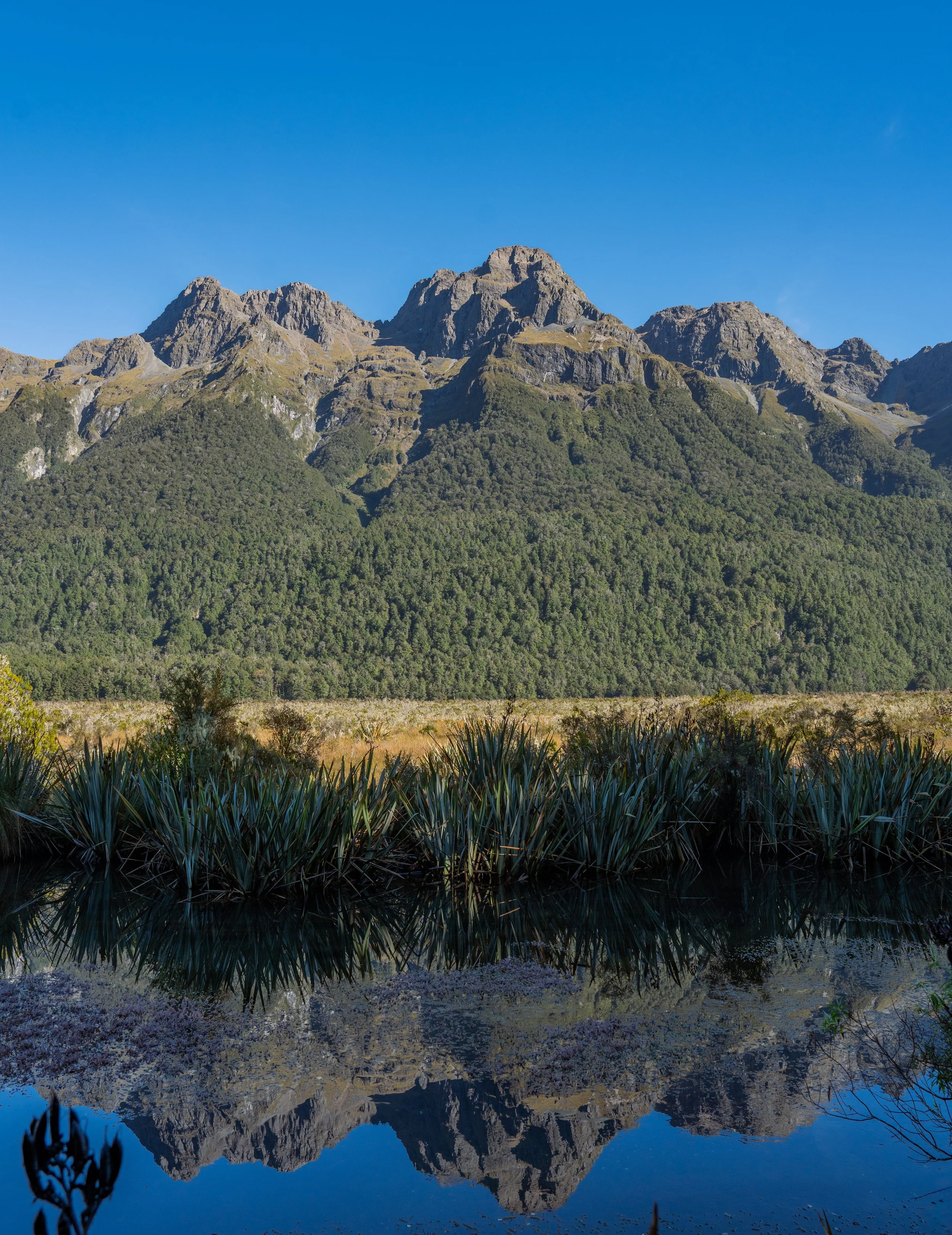 NZT03587.jpg
