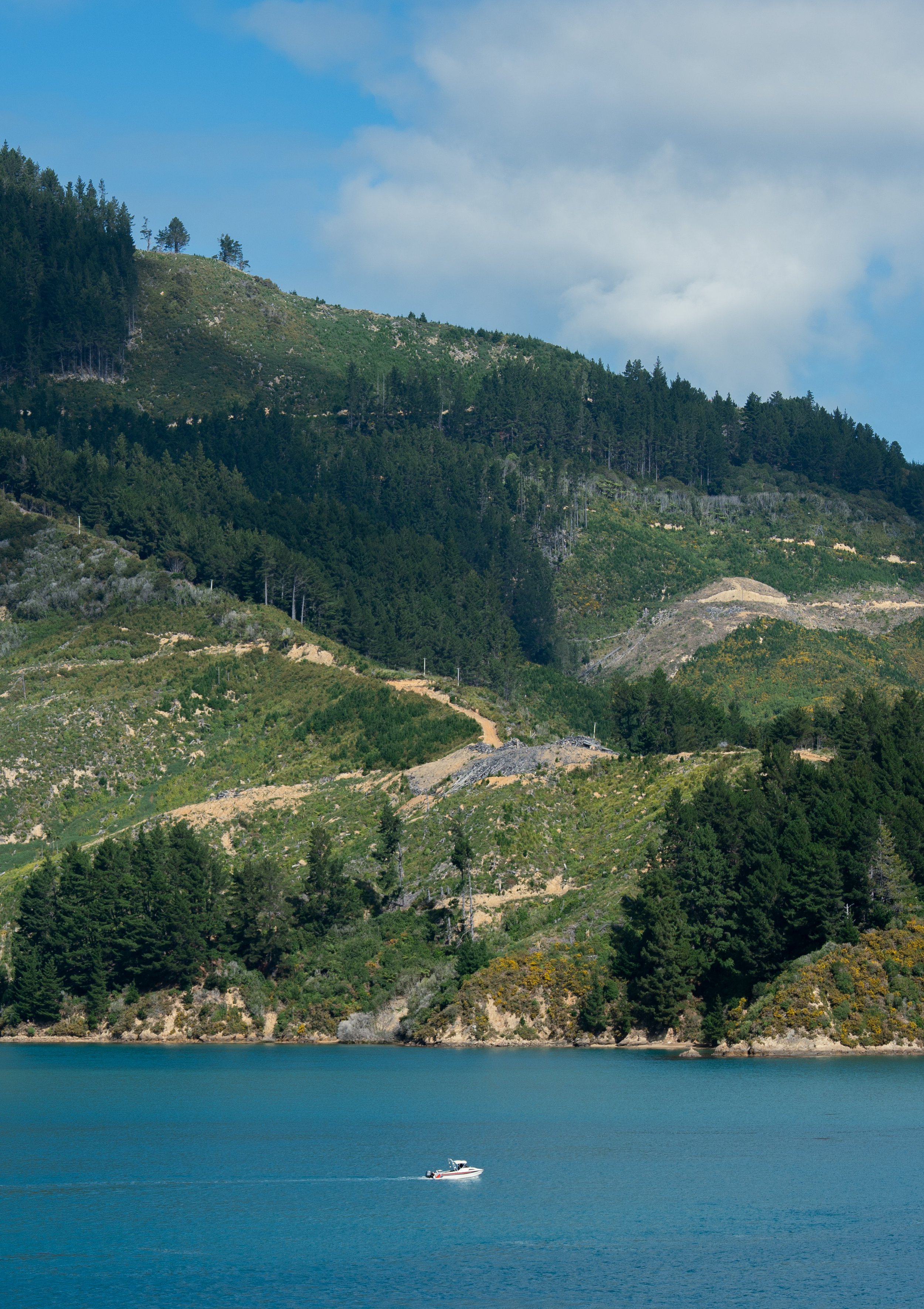 NZT03328-3.jpg