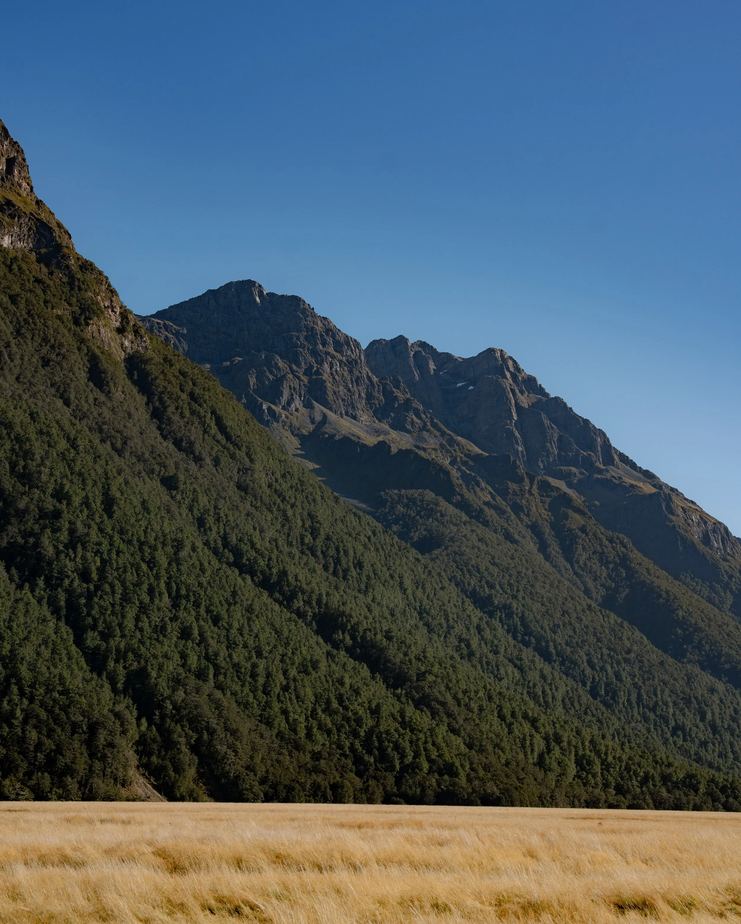 NZT03580.jpg