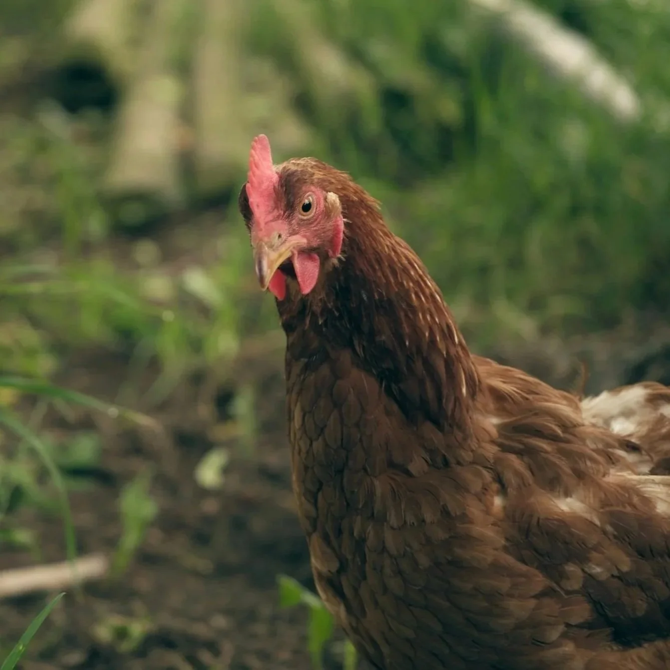 Geometric drawing of an outline square with sections divided by vertical, horizontal, and circle lines.
