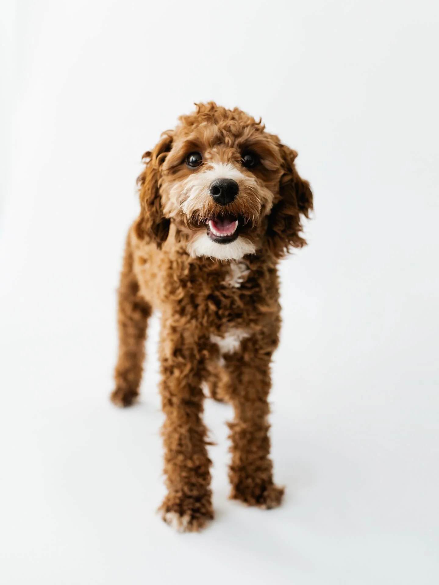 @honey.b.cavapoo back in the studio this weekend. 💕🐾 Can&rsquo;t wait! 

#cavapoolovers #arizonaphotographer #phoenixdogs #dogportraits #dogphotoshoot