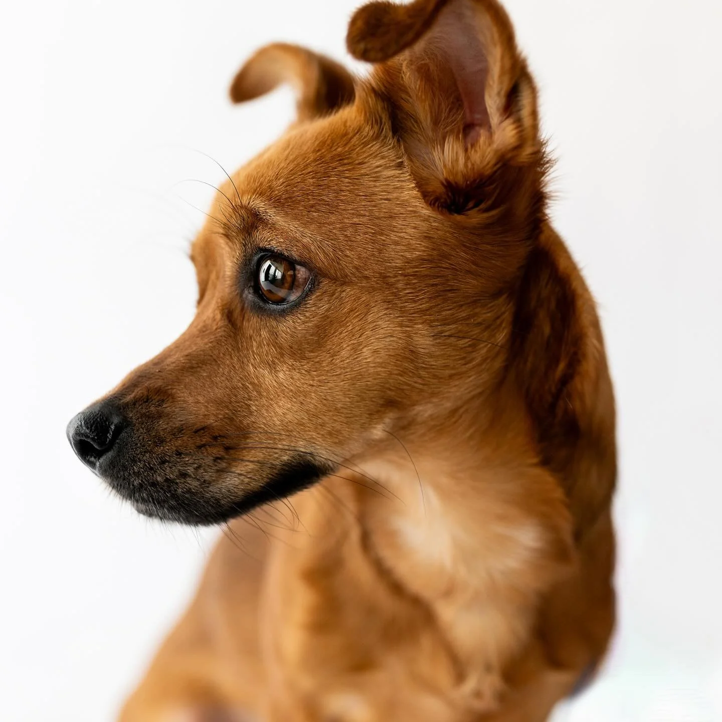 Jersey Girl. 🧡 

#dogphotoshoot #dogportrait #azdogphotographer #resucedog #scottsdalephotographer